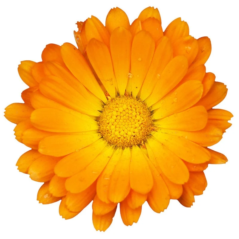 Marigold Oil
