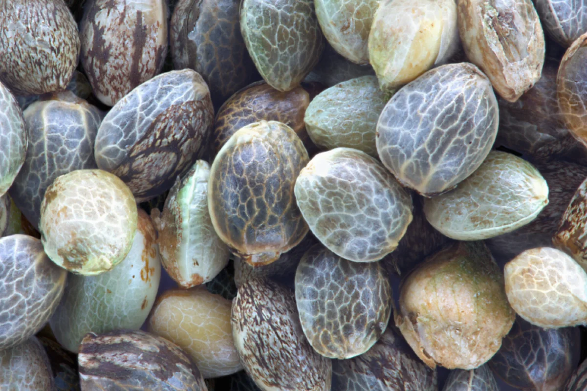 Hemp Seed Oil