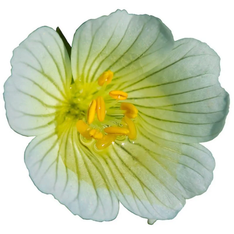 Meadowfoam Seed Oil